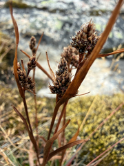 Luzula multiflora, photograph (c) Ingvild Riska, some rights reserved (CC BY)