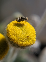Erigeron aphanactis
