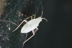 Phylus coryli