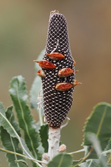 Banksia menziesii, photograph (c) desertnaturalist, some rights reserved (CC BY)