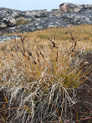 Carex saxatilis, photograph 2