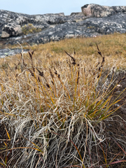 Carex saxatilis, photograph (c) Ingvild Riska, some rights reserved (CC BY)
