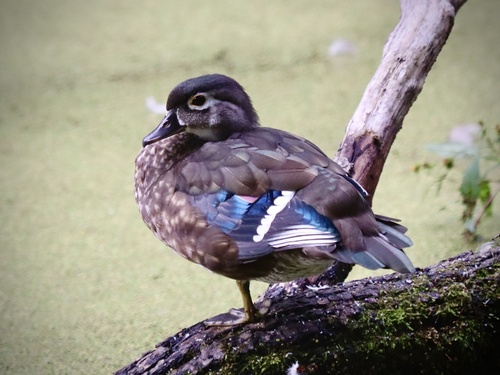 Wood Duck