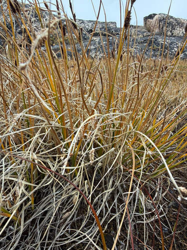 Carex saxatilis, photograph 3