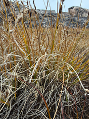 Carex saxatilis, photograph (c) Ingvild Riska, some rights reserved (CC BY)