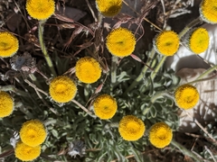 Erigeron aphanactis