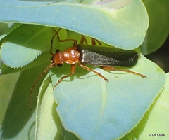Cantharinae