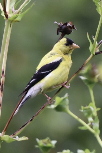 American Goldfinch