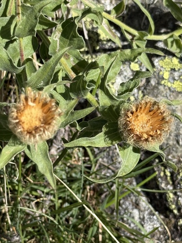 Centaurea nervosa, photograph 1