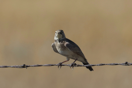 Horned Lark