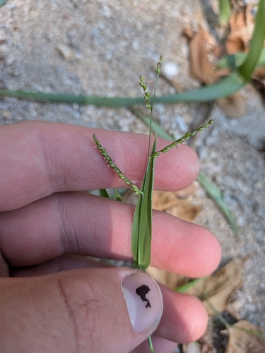 Urochloa reptans, photograph 3