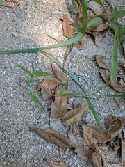 author not stated, no rights reserved Urochloa reptans, photograph author not stated, no rights reserved