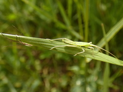 Notostira elongata