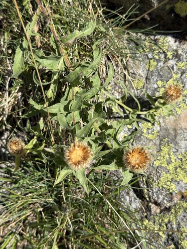 Centaurea nervosa, photograph 2