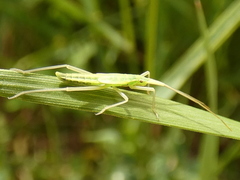 Notostira elongata