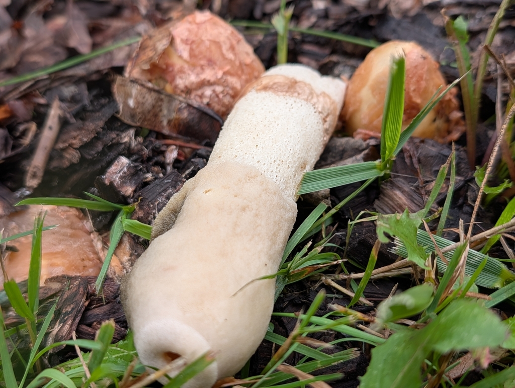 Ravenel's stinkhorn · September 2026 · photo: Photo: (c) Bryan Rennick, some rights reserved (CC BY) · iNaturalist