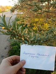 Hippophae rhamnoides