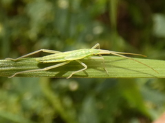Notostira elongata