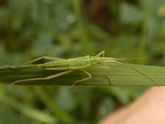 Notostira elongata