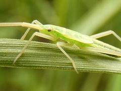 Notostira elongata