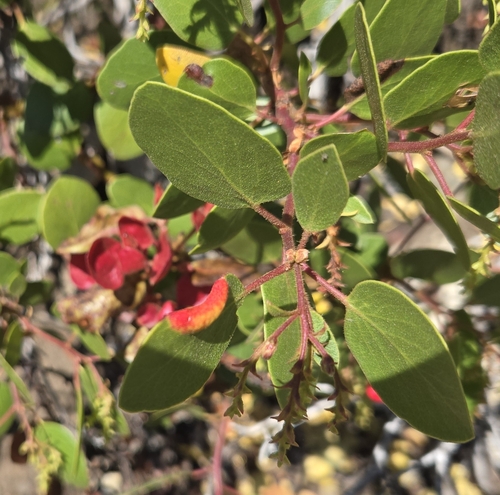 iNaturalist observation photo of Manzanita Leafgall Aphid