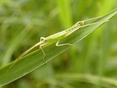 Notostira elongata