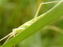 Notostira elongata