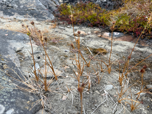 Juncus castaneus, photograph 3