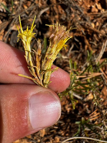 Parry's Goldenbush
