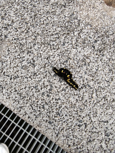 Fruit piercing moth