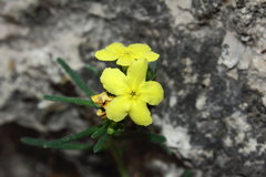 Lithospermum calycosum