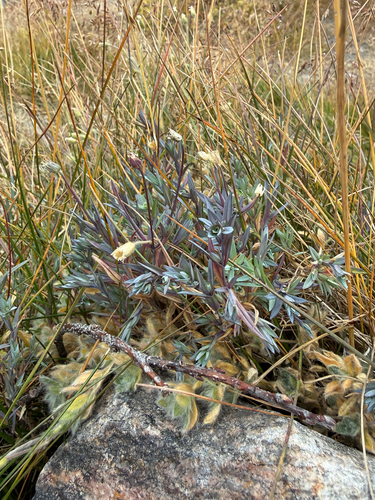 Stellaria longipes, photograph 4