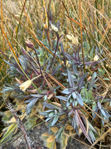Stellaria longipes, photograph 5