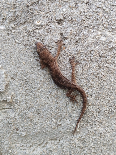 Oriental House Gecko