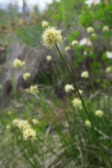 Calliscirpus criniger