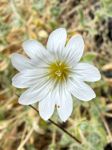 Cerastium alpinum, photograph 6