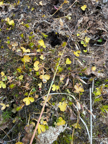 Ranunculus hyperboreus, photograph 3