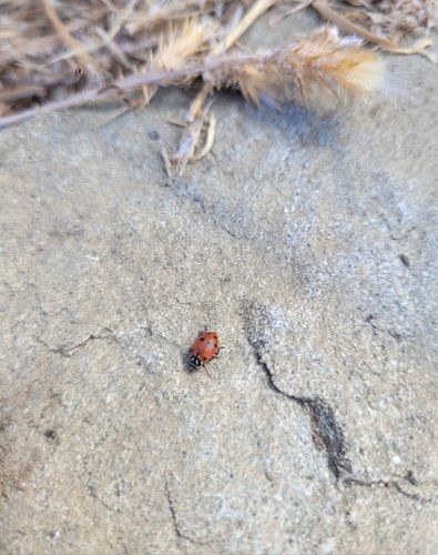 iNaturalist observation photo of Convergent Lady Beetle