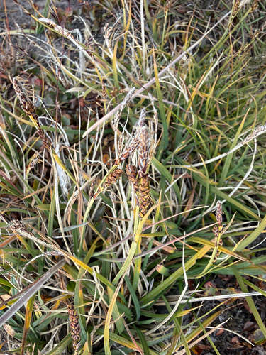 Carex bigelowii, photograph 4