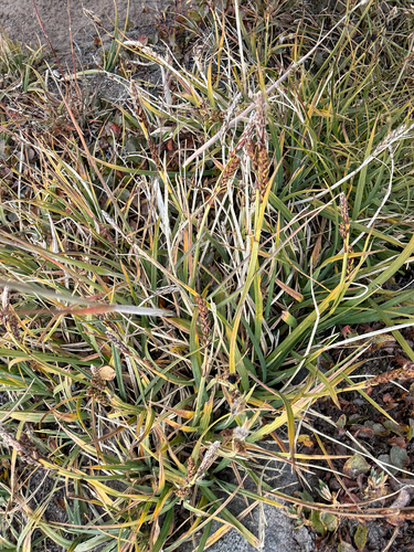 Carex bigelowii, photograph 5