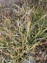 Carex bigelowii, photograph (c) Ingvild Riska, some rights reserved (CC BY)