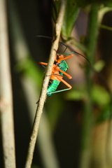 Paryphes