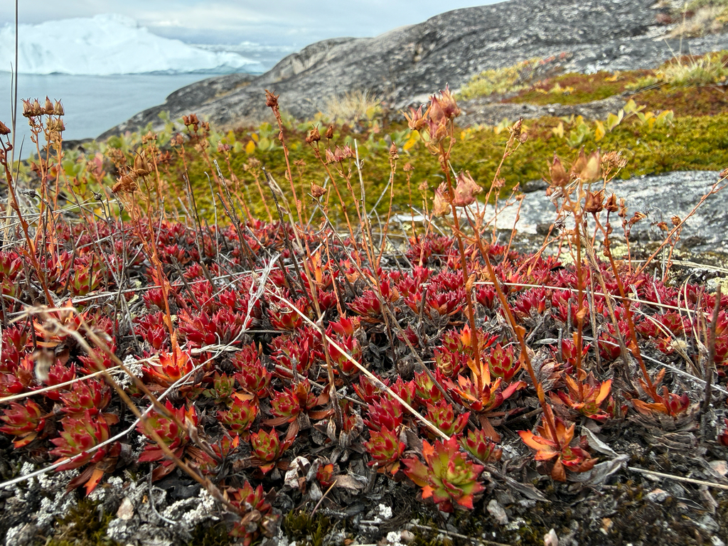 Saxifraga tricuspidata; photograph (c) Ingvild Riska, some rights reserved (CC BY)