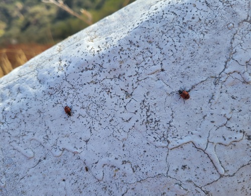 iNaturalist observation photo of Convergent Lady Beetle
