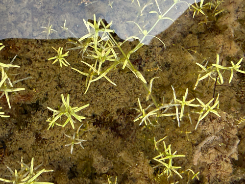 Callitriche hermaphroditica, 2026-08-31