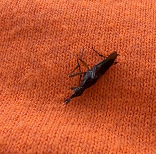Longhorn Cactus Fly