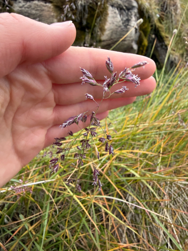 Poa alpina, photograph 6
