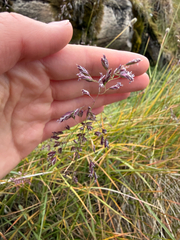 Poa alpina, photograph (c) Ingvild Riska, some rights reserved (CC BY)