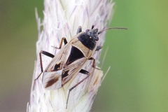 Xanthochilus quadratus