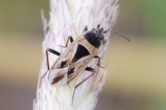 Xanthochilus quadratus